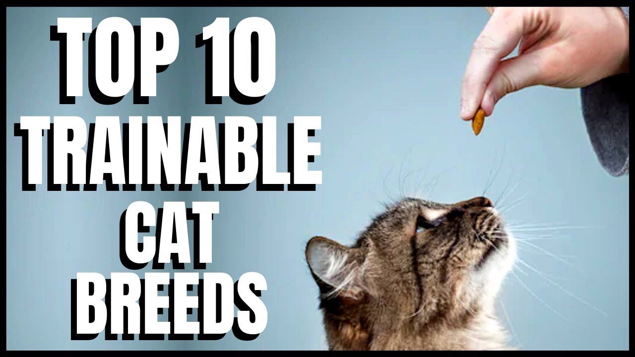 Top 10 Trainable Cat Breeds Danbi Lovers